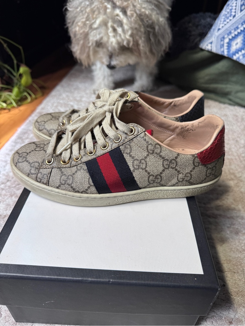 Gucci GG Supreme Web Sneakers Size 35 (Full Set w/ Box)